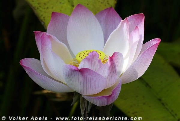 Lotuspflanze in Thailand © Volker Abels Lotuspflanze in Thailand © Volker Abels