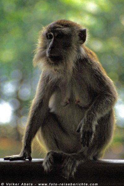 Langschwanz Makake im Bako Nationalpark, Sarawak - © Volker Abels Langschwanz Makake im Bako Nationalpark, Sarawak - © Volker Abels