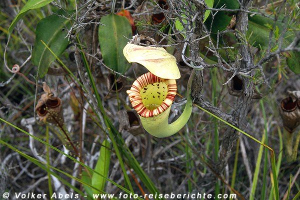 Kannenpflanze im Bako Nationalpark, Sarawak - © Volker Abels Kannenpflanze im Bako Nationalpark, Sarawak - © Volker Abels