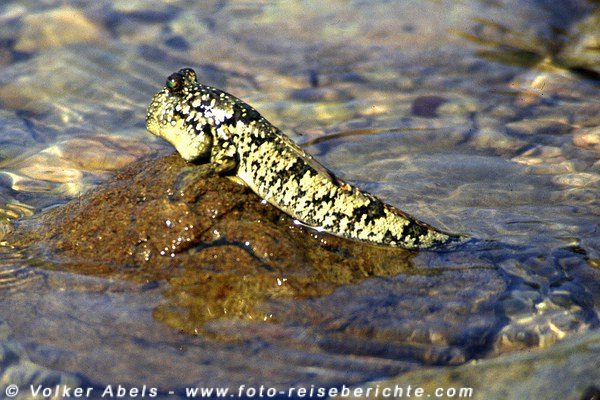 Nasenaffen im Bako Nationalpark in Sarawak auf Borneo - Malaysia 4 Schlammspringer im Bako Nationalpark, Sarawak - © Volker Abels
