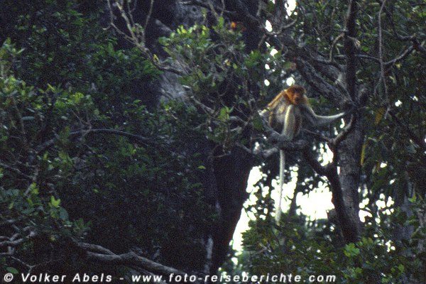 Nasenaffe im Bako Nationalpark - Sarawak, Borneo © Volker Abels Nasenaffe im Bako Nationalpark - Sarawak, Borneo © Volker Abels