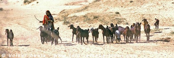 DritteWelt.de: TV-Tipps – Sendungen aus und über Entwicklungsländer(n) 7 Ziegenhirtin in Indien © Volker Abels
