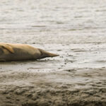 Seehunde in der Nordsee bei Neuharlingersiel