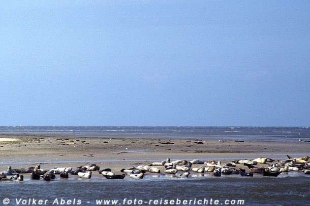 Seehunde an der Nordsee © Volker Abels Seehunde an der Nordsee © Volker Abels