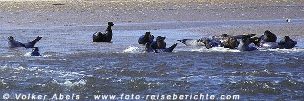 Seehunde in der Nordsee © Volker Abels Seehunde in der Nordsee © Volker Abels