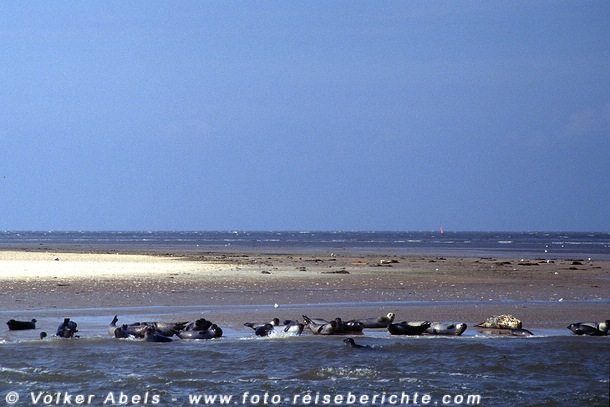 Seehunde an der Nordsee © Volker Abels Seehunde an der Nordsee © Volker Abels
