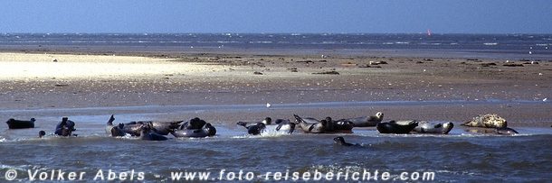 Seehunde an der Nordsee © Volker Abels Seehunde an der Nordsee © Volker Abels