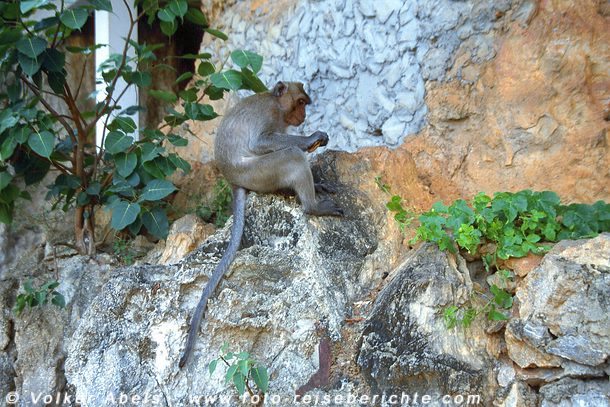 Makake in Prachuap Khiri Khan - Thailand © Volker Abels Makake in Prachuap Khiri Khan - Thailand © Volker Abels