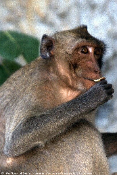 Makake in Prachuap Khiri Khan - Thailand © Volker Abels Makake in Prachuap Khiri Khan - Thailand © Volker Abels