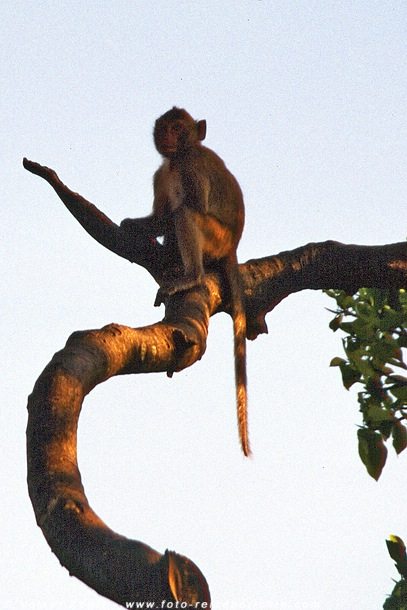 Makake in Thailand © Volker Abels Makake in Thailand © Volker Abels