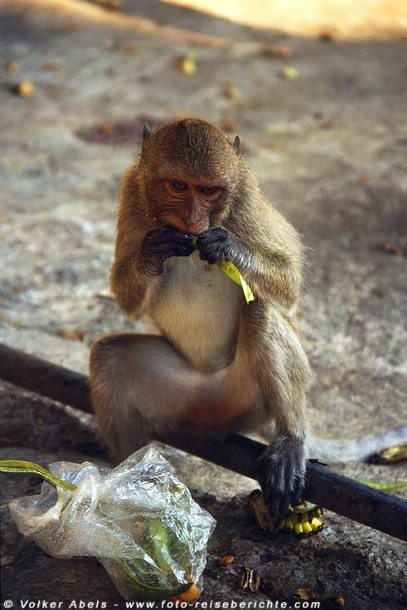 Makake in Prachuap Khiri Khan - Thailand © Volker Abels