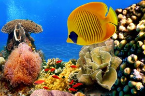 Foto einer Korallenkolonie © vlad61_61 - Fotolia.com