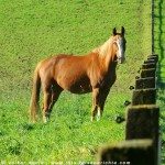 Foto der Woche - Pferd auf einer Koppel im Bergischen Land - Nordrhein Westfalen