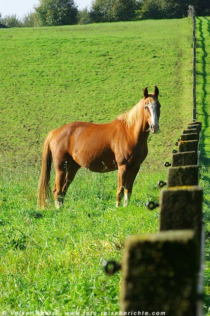 Foto der Woche - Pferd auf einer Koppel im Bergischen Land - Nordrhein Westfalen 6 Pferd auf einer Koppel © Volker Abels