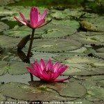 Foto der Woche - Wasserlilien in einem Wasserlauf bei Chiang Mai in Thailand