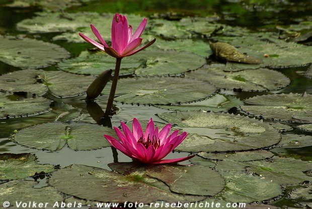 Wasserlilien in einem Wasserlauf bei Chiang Mai in Thailand - © Volker Abels