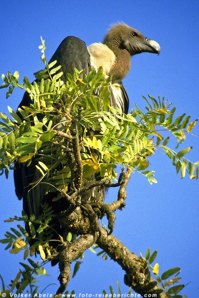 Foto der Woche - Geier wartet auf eine Mahlzeit - Rajasthan, Indien 2 geier indien