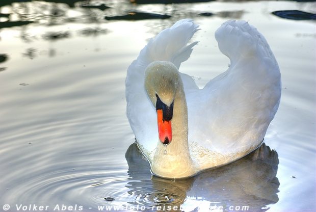 Foto der Woche: Höckerschwan im Bergischen Land 6 Höckerschwan im Bergischen Land © Volker Abels
