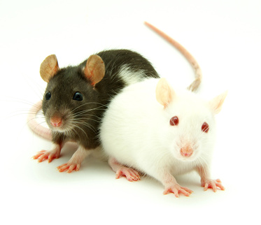 Ratten essen in Thailand - two rats © Alekss - Fotolia.com Ratten essen in Thailand