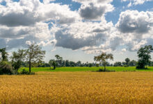 Reisfelder in Kambodscha - Ratten essen
