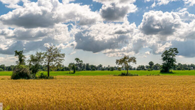 Reisfelder in Kambodscha - Ratten essen