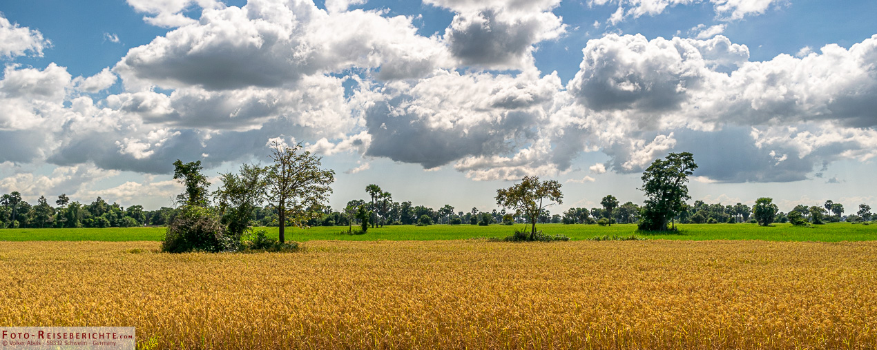 Ratten essen in Thailand 1 Reisfelder in Kambodscha - Ratten essen
