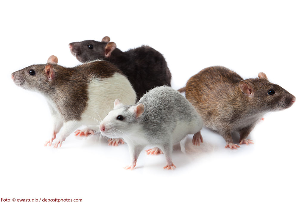 Ratten essen in Thailand und und anderen Ländern in Südostasien ist auch heute noch weit verbreitet Ratten essen in Thailand und und anderen Ländern in Südostasien ist auch heute noch weit verbreitet