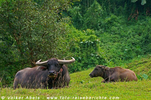 Wasserbüffel in Nordthailand © Volker Abels - foto-reiseberichte.com
