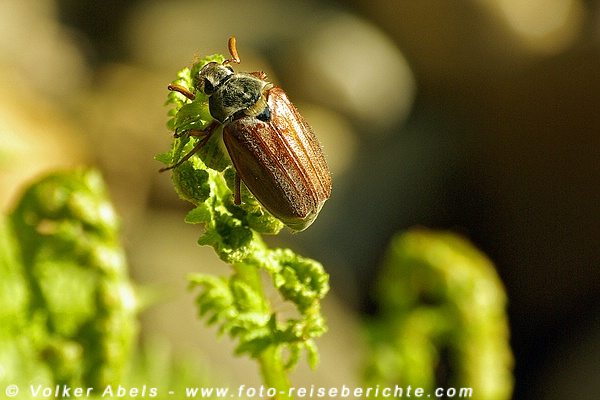 Maikäfer © Volker Abels