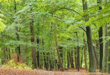 Wild Zelten in Europa - das Gefühl von Freiheit und Abenteuer 5 Wild Zelten in Europa - Wald