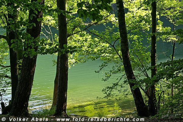 Foto der Woche - Bäume an einer Talsperre 10 Bever Talsperre in NRW © Volker Abels - foto-reiseberichte.com