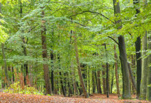 Buchen in einem Wald