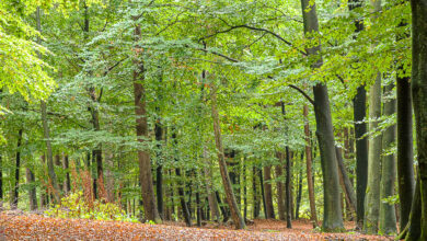 Buchen in einem Wald