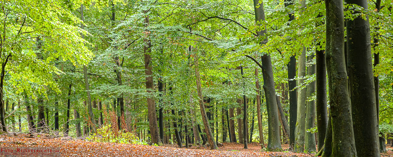 Buchen in einem Wald