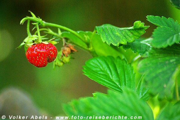 Erdbeere © Volker Abels