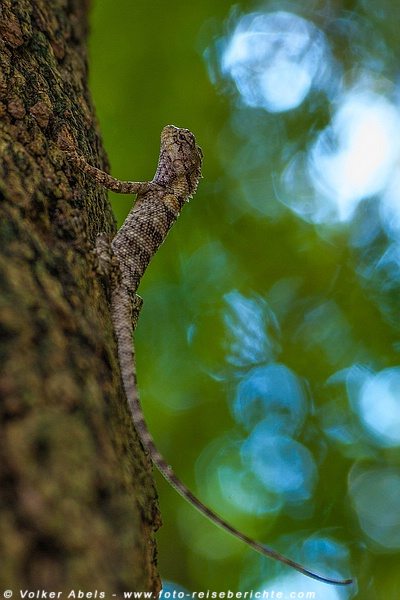 Foto der Woche - Echse in Thailand 5 Echse in Thailand © Volker Abels
