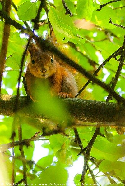 Eichhörnchen in einem Apfelbaum © Volker Abels