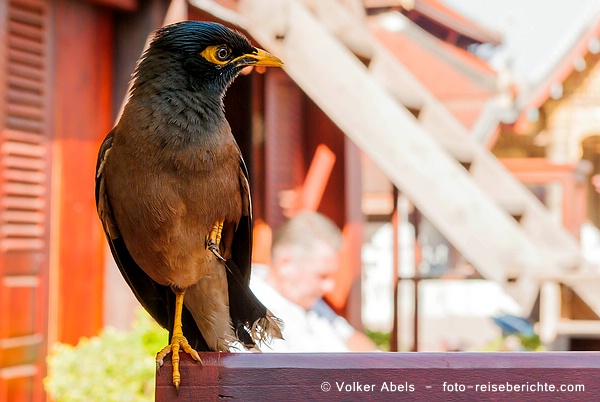Foto der Woche - Frühstück klauender Vogel in Luang Prabang - Laos 5 Frühstück klauender Vogel in Luang Prabang - Laos © Volker Abels