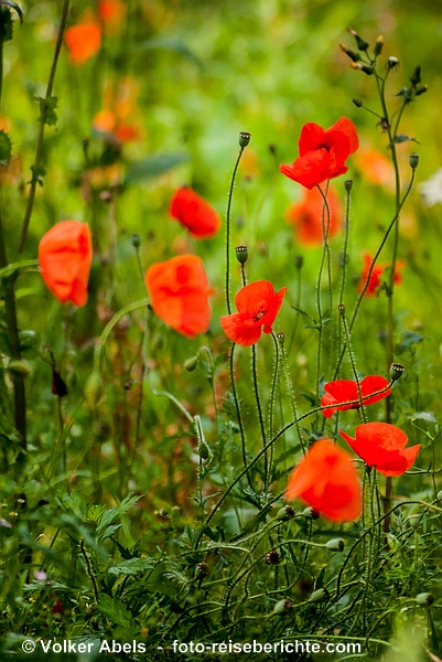 Klatschmohn - Rotes im Grünen 3 Klatschmohn am Wegesrand in der Eifel © Volker Abels - www.foto-reiseberichte.com