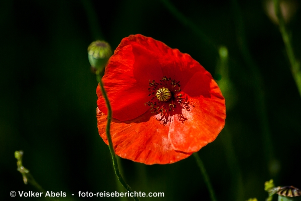 Klatschmohn in der Eifel © Volker Abels - www.foto-reiseberichte.com