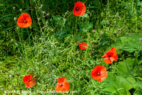 Klatschmohn - Rotes im Grünen 2 Klatschmohn am Wegesrand in der Eifel © Volker Abels - www.foto-reiseberichte.com