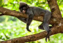 Phayre-Brillenlangur