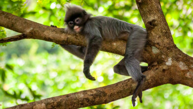 Ruhender Affe in Thailand 9 Phayre-Brillenlangur