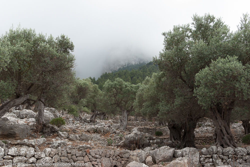 Olivenbäume nach einem Regen