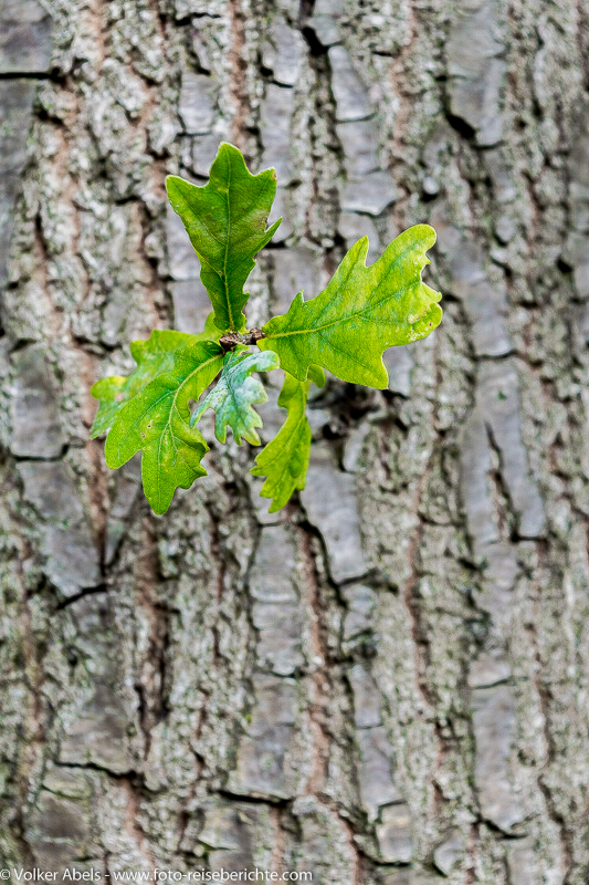 Eichenblätter sprießen aus einem Baumstamm 3 Eichenblätter