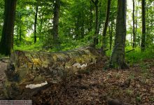 Zerfallender Baumstamm im Wald