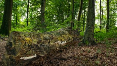 Zerfallender Baumstamm im Wald