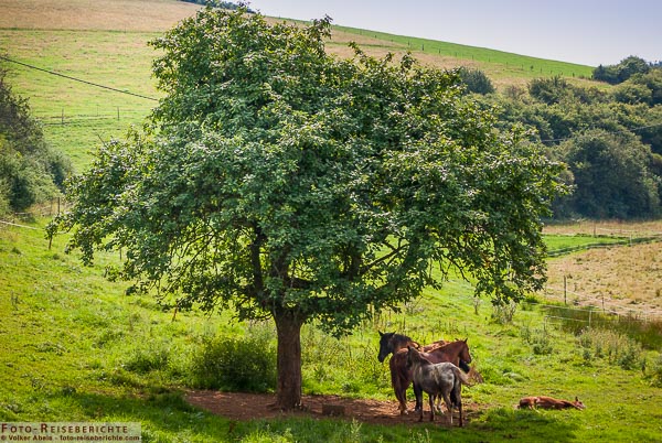 Pferde suchen unter einem Baum Schutz vor der Sonne 4 Pferde suchen unter einem Baum Schutz vor der Sonne