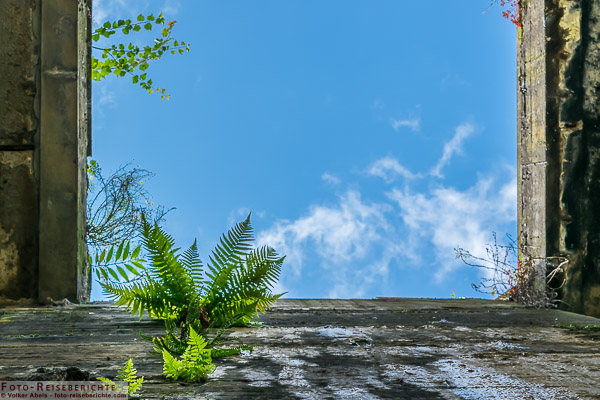Farn im Licht wächst an einer Betonwand.