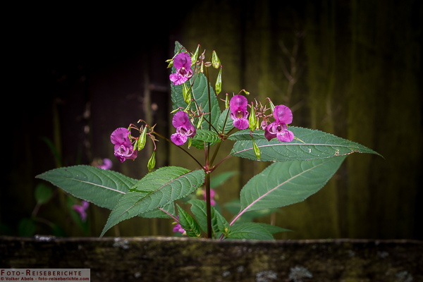 Indisches Springkraut vor einem Holzschuppen 4 Indisches Springkraut vor einem Holzschuppen